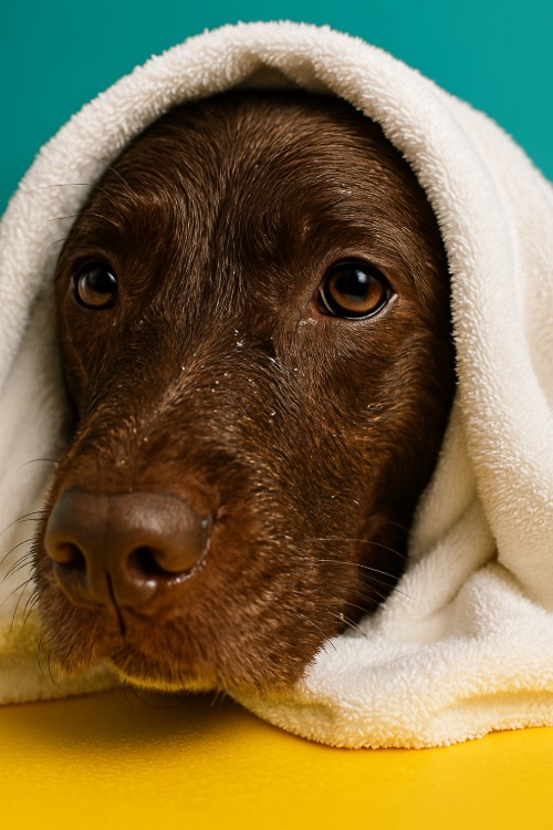 Spa para mascotas en Bogota Doglamour 84